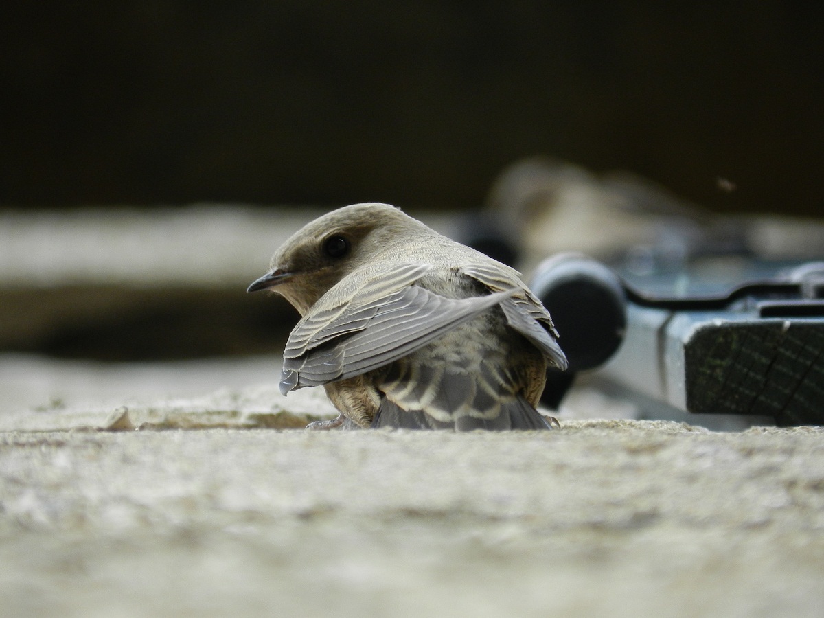 Rondine montana (Ptyonoprogne rupestris)